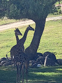 San Diego Zoo Safari Park