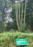 Städtischer Botanischer Garten Bauru