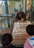 Orangutan Island