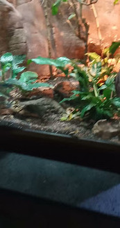 Reptiles House