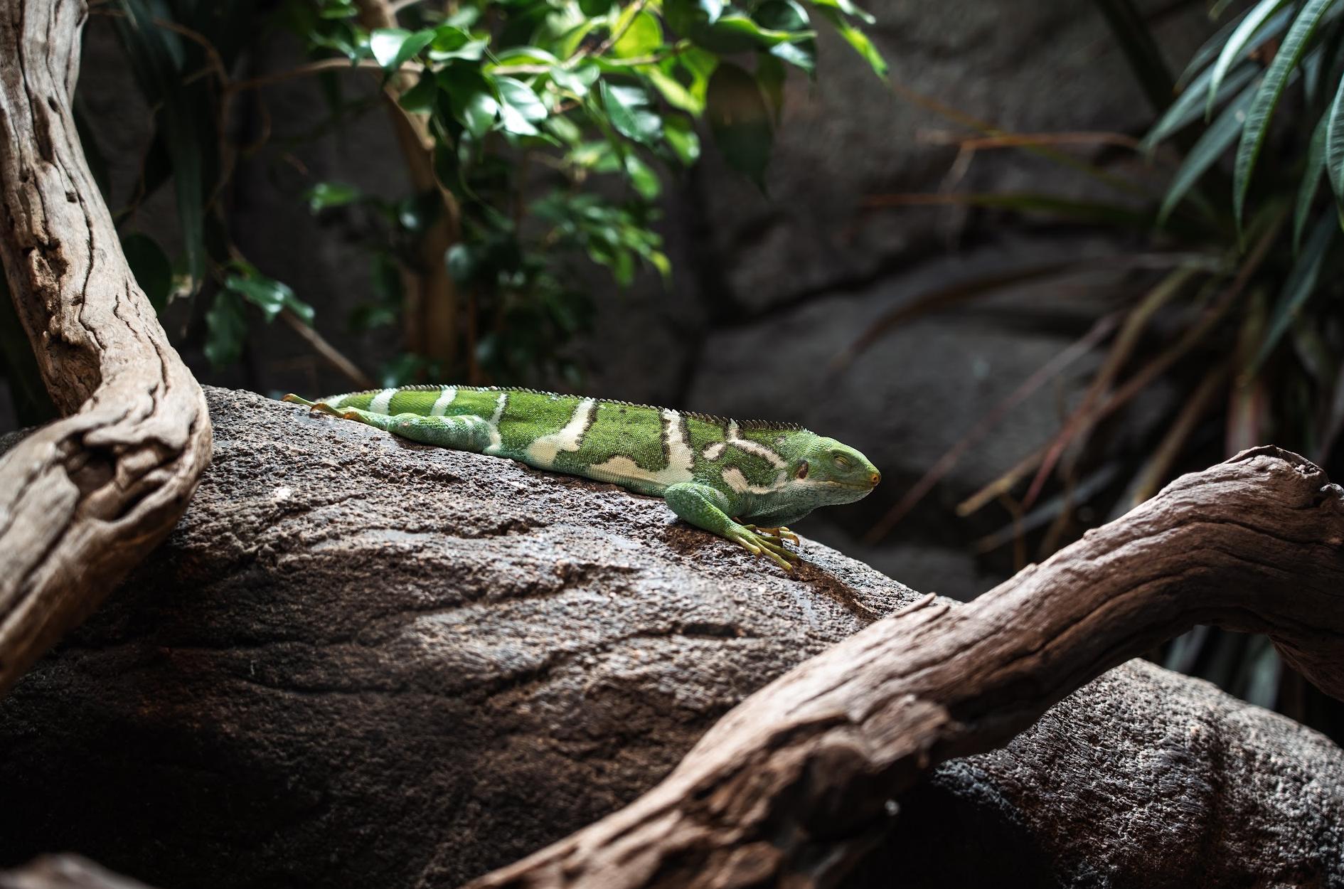 Melbourne Zoo