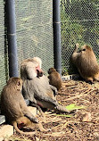 Melbourne Zoo