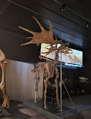 Museo Zoológico de la Universidad de Zurich