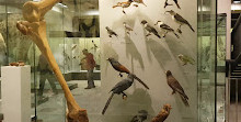 Зоологический музей Цюриха