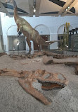 Museo Zoológico de la Universidad de Zurich