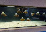 Austin Aquarium