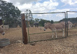 Capital of Texas Zoo