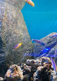 Морской аквариум Рио-де-Жанейро