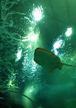 Морской аквариум Рио-де-Жанейро