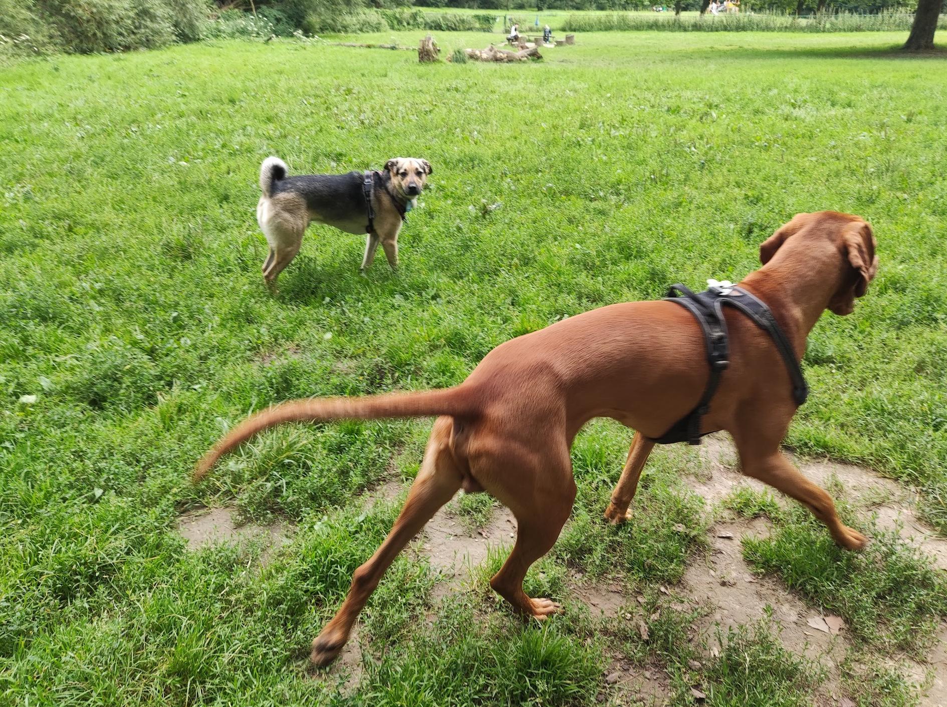 Parco per cani Dielegembos