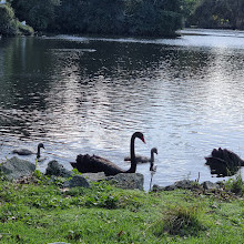 Western Springs Park