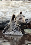 Grizzly Bear Habitat