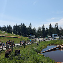 Grizzly Bear Habitat