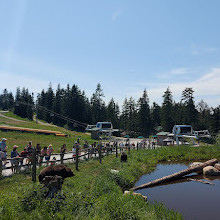 Grizzly Bear Habitat