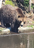 Grizzly Bear Habitat