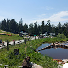 Grizzly Bear Habitat