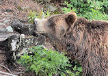 Grizzly Bear Habitat