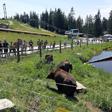 Grizzly Bear Habitat