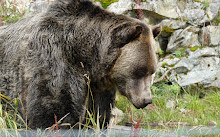 Среда обитания медведя гризли