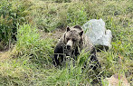 Grizzly Bear Habitat