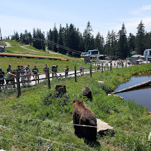 Grizzly Bear Habitat