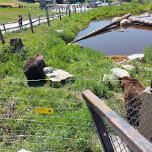 Grizzly Bear Habitat