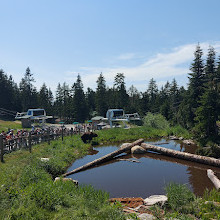 Grizzly Bear Habitat