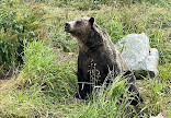 Grizzly Bear Habitat