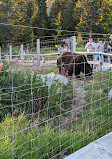 Grizzly Bear Habitat