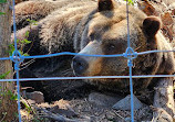 Grizzly Bear Habitat