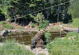 Habitat dell'orso grizzly