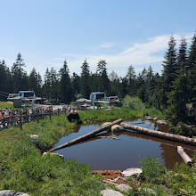 Grizzly Bear Habitat