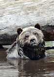 Grizzly Bear Habitat