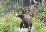 Grizzly Bear Habitat