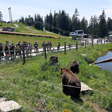 Grizzly Bear Habitat