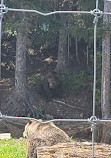 Grizzly Bear Habitat