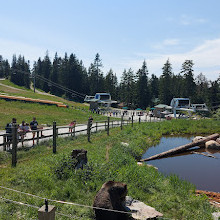 Grizzly Bear Habitat