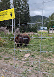 Grizzly Bear Habitat