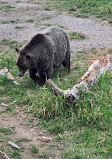 Grizzly Bear Habitat