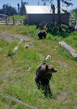 Habitat dell'orso grizzly