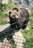 Grizzly Bear Habitat