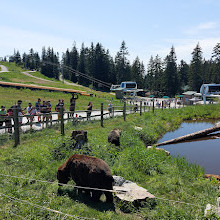 Grizzly Bear Habitat