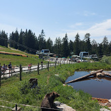 Grizzly Bear Habitat