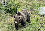 Grizzly Bear Habitat