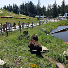 Grizzly Bear Habitat