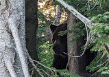 Grizzly Bear Habitat