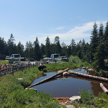 Grizzly Bear Habitat