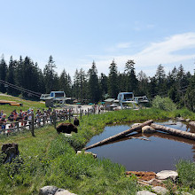 Grizzly Bear Habitat