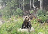 Grizzly Bear Habitat