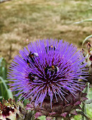 Lyon Botanical Garden